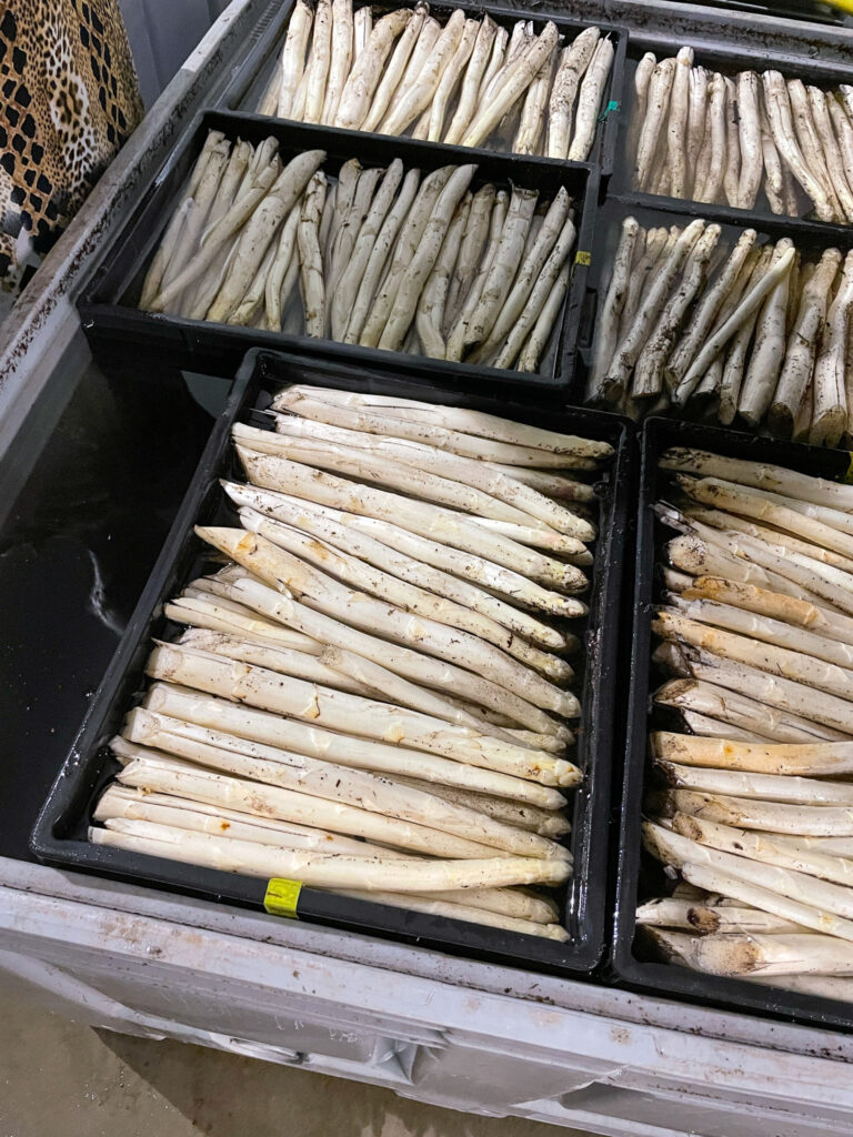 De eerste asperges